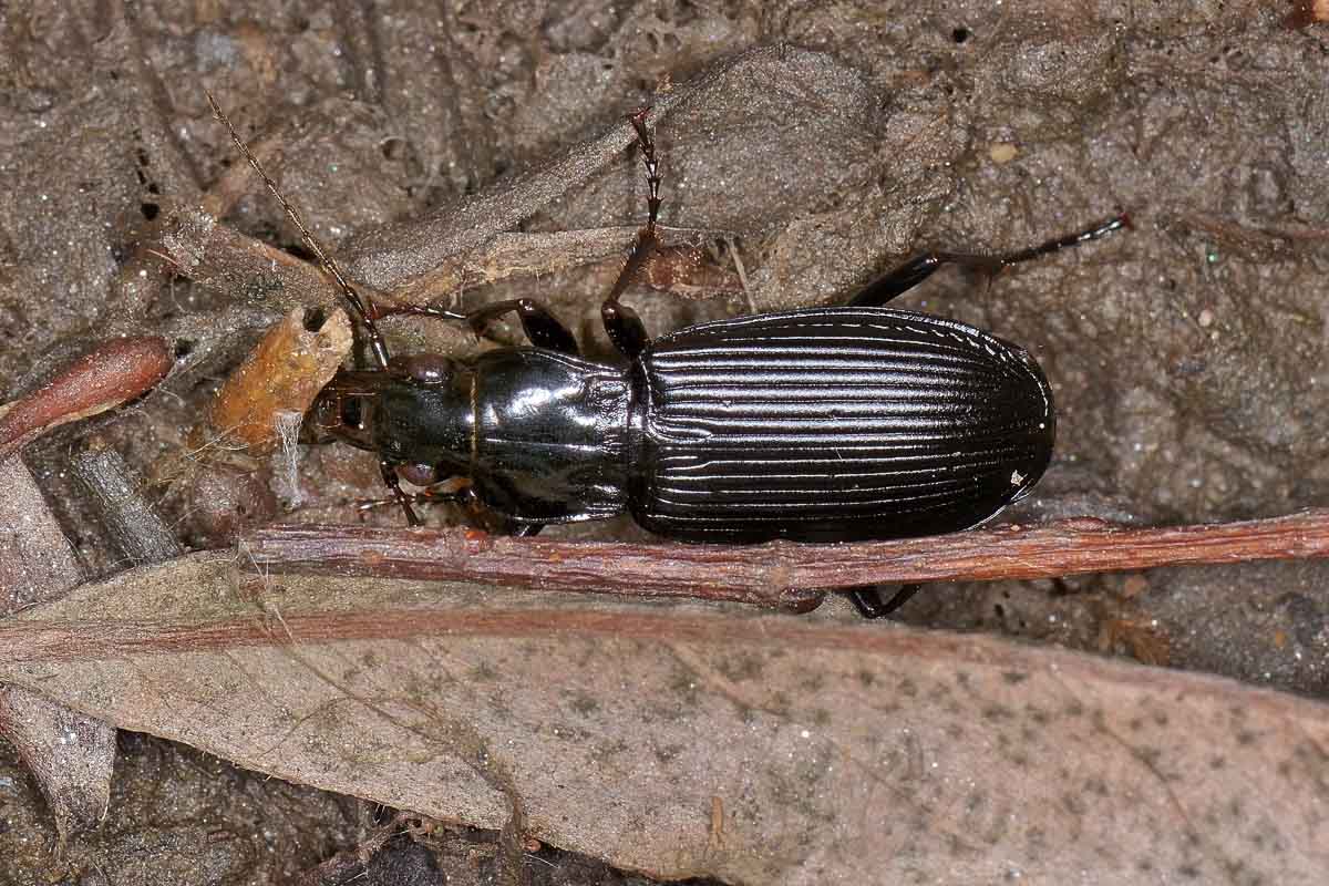 Pterostichus niger - Carabidae